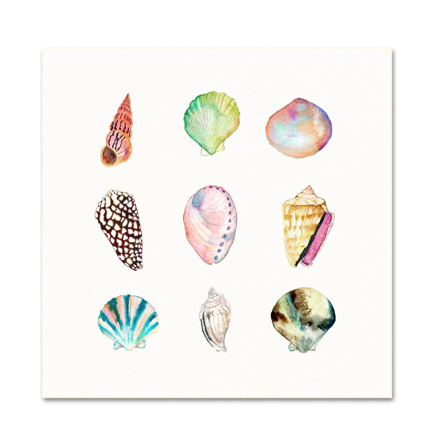 Shell Collection Print