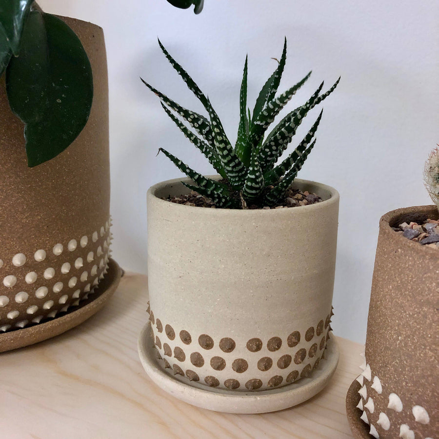 ceramic spiky planter