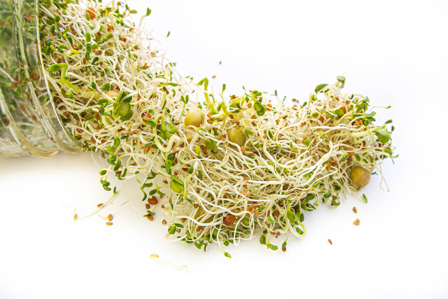 grow your own sprouts